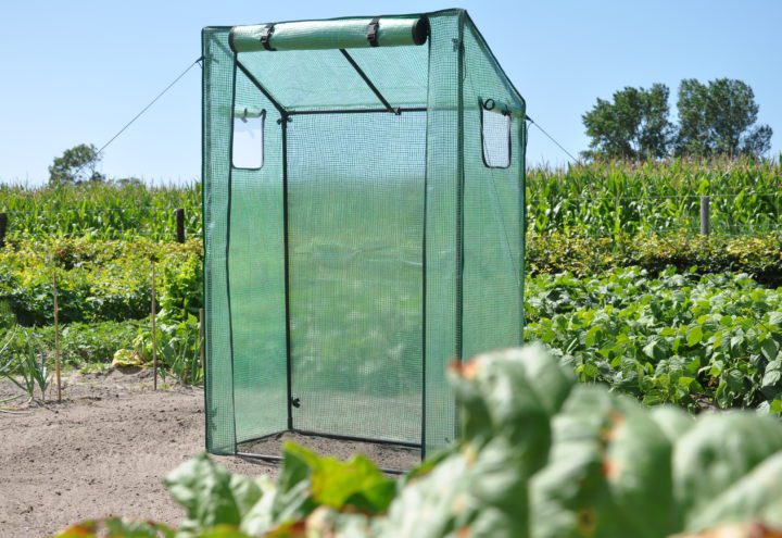 Roma Tomato Royal Well