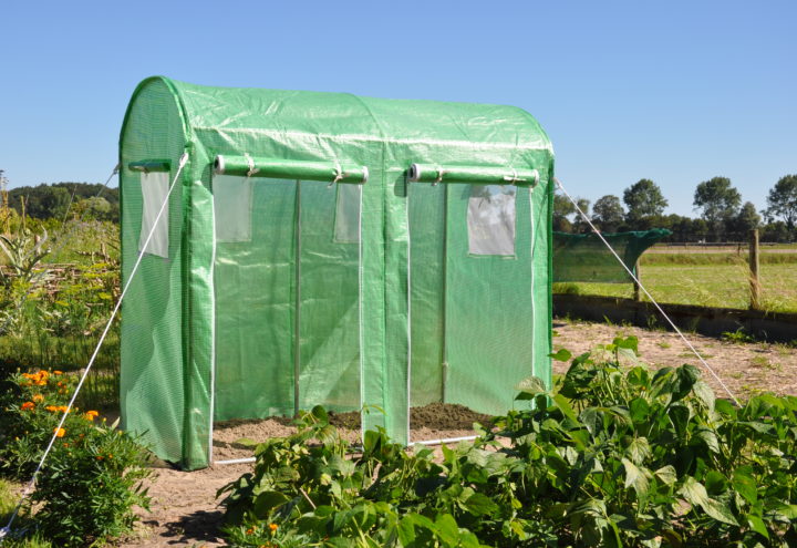 Maxi Tomato Galva Royal Well